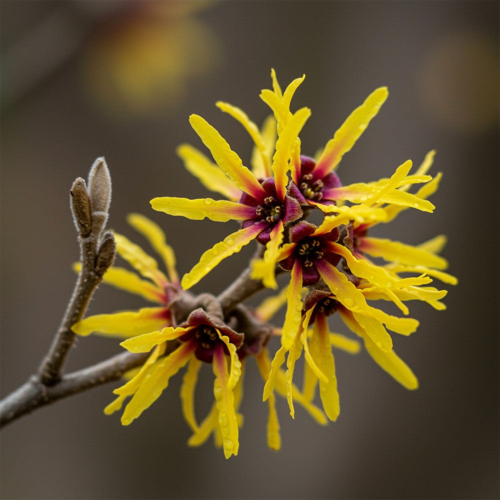 Advanced Multi-Peptide + Copper Peptide Complex Serum
